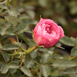 Blush™ - pink - ground cover rose